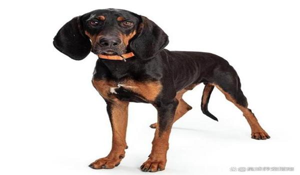 三角洲寻血猎犬不杀人会被封吗（用三角洲寻血猎犬一定会被封吗？）